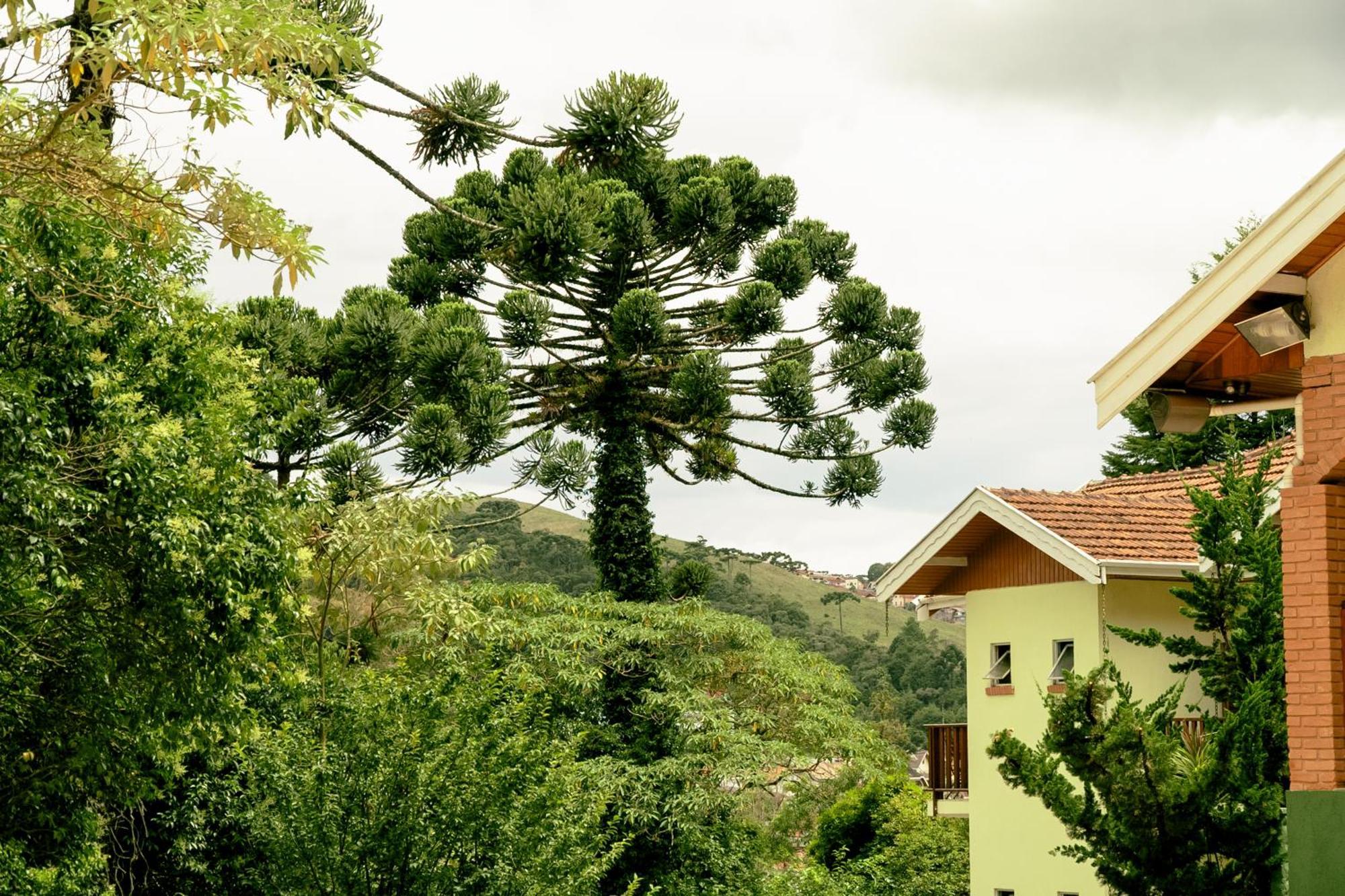 Velinn Pousada Vila Floratta Campos do Jordão 外观 照片